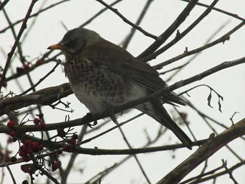 Fieldfare Perching Foto stock