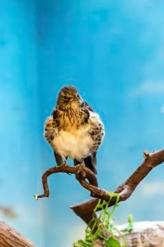 Fieldfare Stock Photos