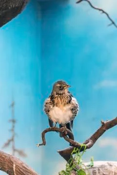 Fieldfare Stock Photos
