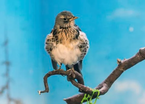 Fieldfare Stock Photos