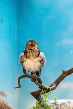 Fieldfare Stock Photos