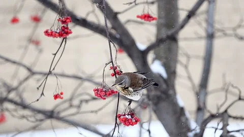 Fieldfare on a Rowan tree Stock Footage 88276007