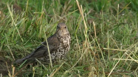 Fieldfare sitting in the grass Stock Footage 303210407