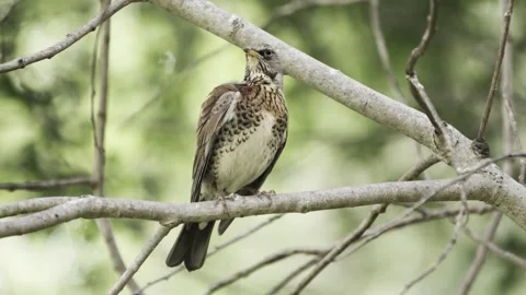 Fieldfare Thrush Perched on Tree Branch in Forest Stock Footage 319953963