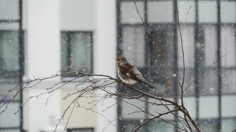 Fieldfare thrush sits on a branch during a snowstorm Stock Footage 297252599