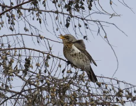 Fieldfare thrush sitting on a tree. Stock Photos