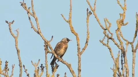 FIELDFARE IN TREE Stock Footage 127841094