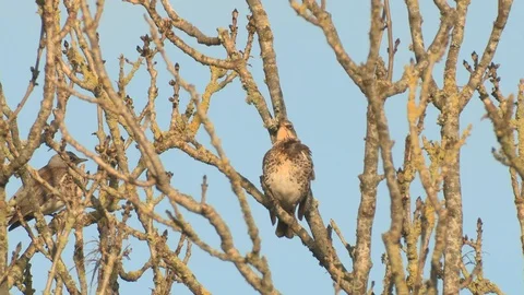 FIELDFARE IN TREE PREENING Stock Footage 127841291