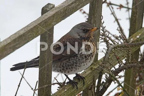 A Fieldfare, Turdis pilaris, visiting a UK garden in winter with snow lying o Stock Photos