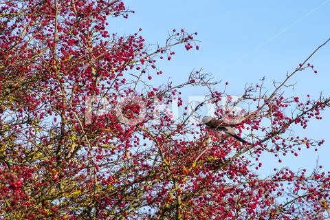Fieldfare (Turdus pilaris) on a tree full of red berries at Southease in East Stock Photos