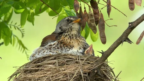 Fieldfare (Turdus pilaris) warming up chicks in nest Vídeos de archivo 113473402