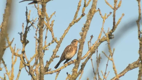 FIELDFARES IN TREE WHICH THEN GRADUALLY FLY AWAY. Stock Footage 127841029