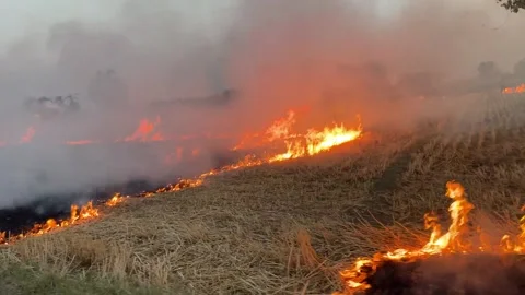 Fieldfire Stock Footage 261357517