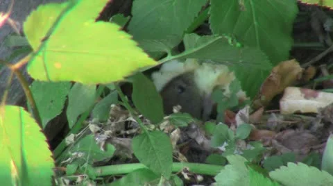Fieldmouse 스톡 동영상 11984741