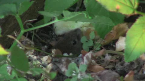 Fieldmouse Stock Footage 11985147