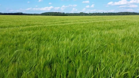Fields of Abundance: Captivating Aerial Exploration of Golden Crops Swaying in t Stock Footage 244169686