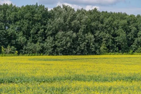 Fields adorned with vibrant rapeseed flowers bloom magnificently under soft s Stock Photos