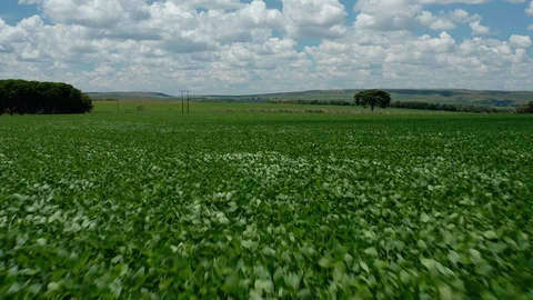 Into the fields Aerial drone shot 4k Stock Footage 102581419