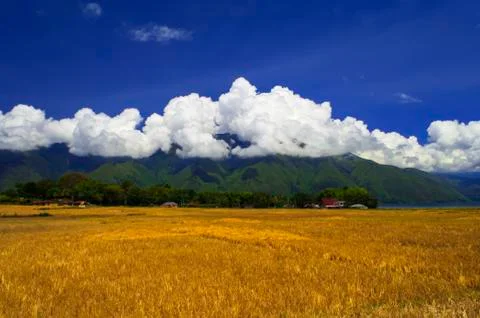 The fields after harvest. Stock Photos