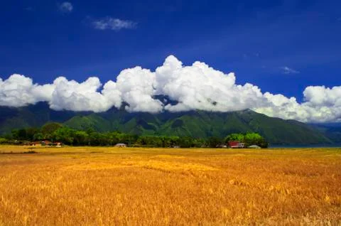 Fields after harvest. Stock Photos