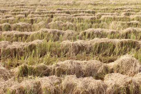 Fields after harvest Stock Photos