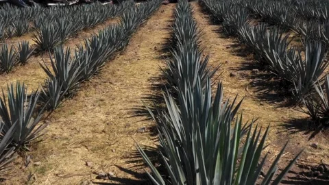 Fields of Agave in Jalisco Mexico Video stock 229978861