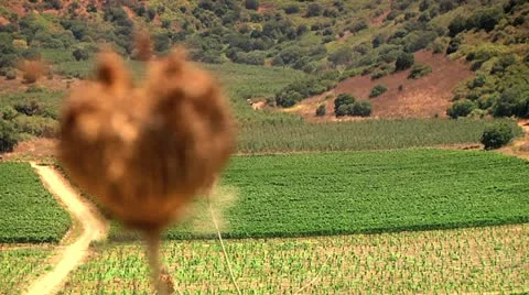 Fields of Agriculture 3 Stock Footage 10920540