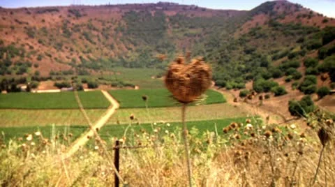 Fields of Agriculture 4 Stock Footage 10920786