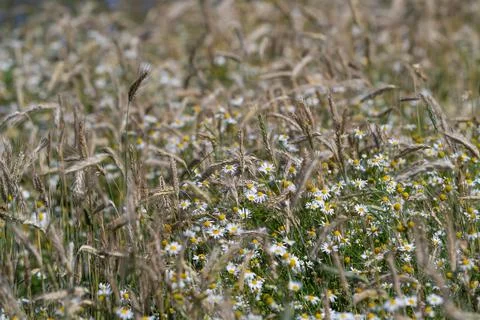 Fields alive with golden wheat and blooming daisies under the warm sun in a.. Stock Photos