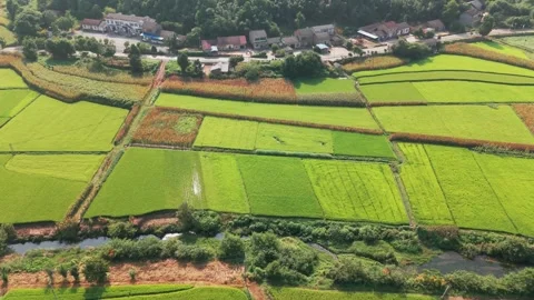 Fields among woods 스톡 동영상 347506418