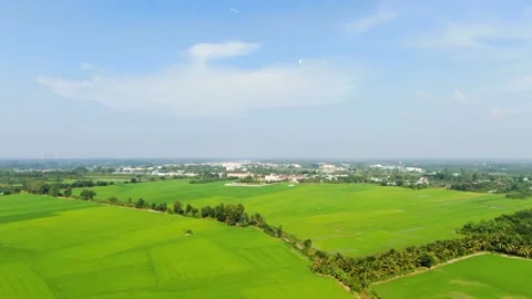 Fields and birds Vídeos de archivo 214431088