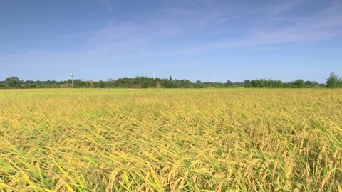 Fields and Blue Skies with the Wind Stock Footage 327566445