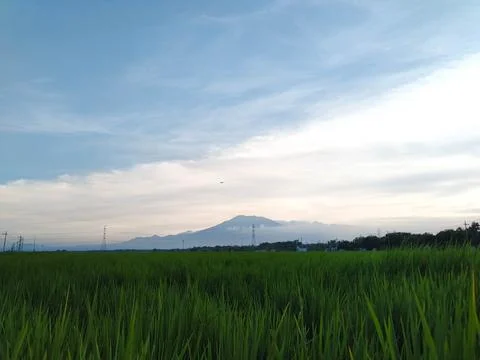 Fields and Blue Sky Stock Photos