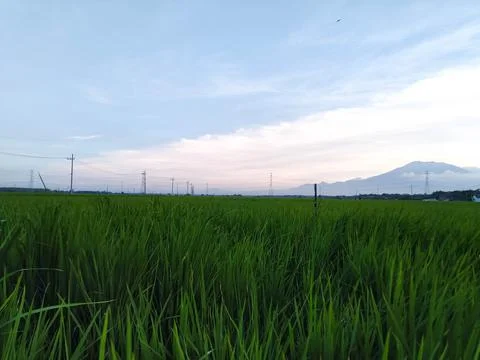 Fields and Blue Sky Stock Photos