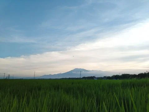 Fields and Blue Sky Stock Photos