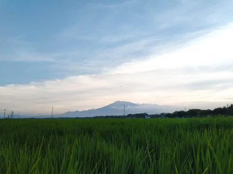Fields and Blue Sky Stock Photos