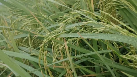 Fields and dew Stockbeeldmateriaal 168172500