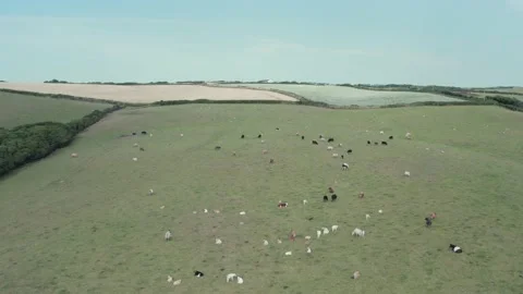 Fields and Farmlands over South West Coast Path, Bude, North Cornwall, England Stock Footage 201802890