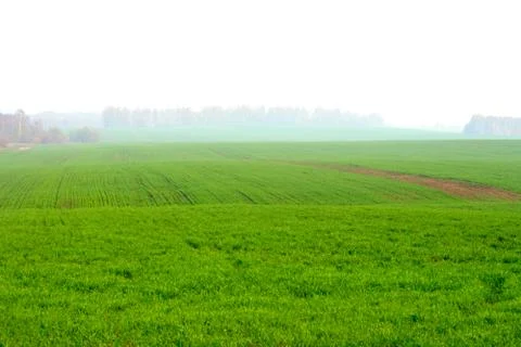 Fields and fog Stock Photos