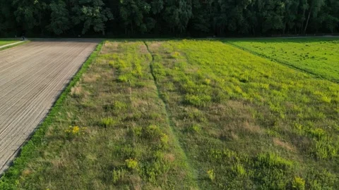 Fields and Forest Edge Aerial 4K Drone. Left Travelling Shot. Видео 249399052