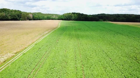 Fields and forests Stock Footage 161657341