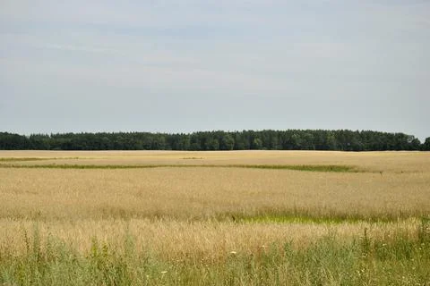 Fields and forests of Ukraine Stock Photos