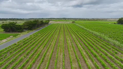 Fields and Grape plantations from a drone, Saint-Clement-des-Baleines, France Vidéo 312360462