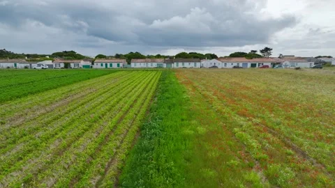 Fields and Grape plantations from a drone, Saint-Clement-des-Baleines, France Vidéo 312360469