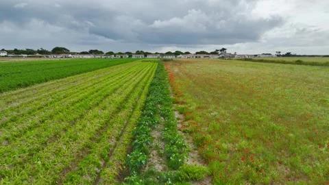 Fields and Grape plantations from a drone, Saint-Clement-des-Baleines, France Vidéo 312360470