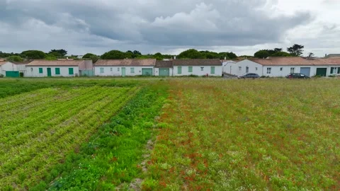 Fields and Grape plantations from a drone, Saint-Clement-des-Baleines, France Vidéo 312360476