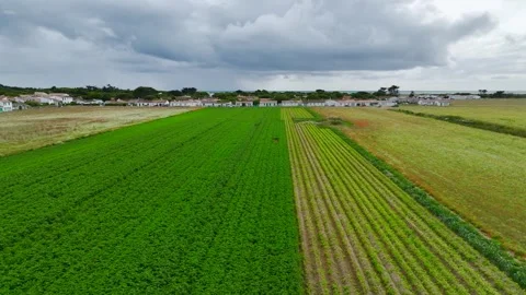 Fields and Grape plantations from a drone, Saint-Clement-des-Baleines, France Vidéo 312360482