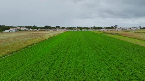 Fields and Grape plantations from a drone, Saint-Clement-des-Baleines, France Vidéo 312360522
