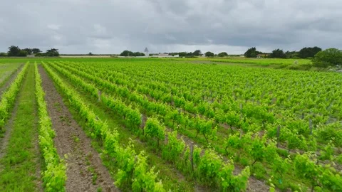 Fields and Grape plantations from a drone, Saint-Clement-des-Baleines, France Vidéo 312360539