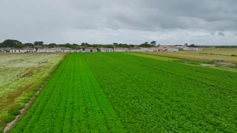 Fields and Grape plantations from a drone, Saint-Clement-des-Baleines, France Vidéo 312360541